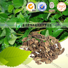 Natural Herbal Plant Raw Material Houttuynia Cordata